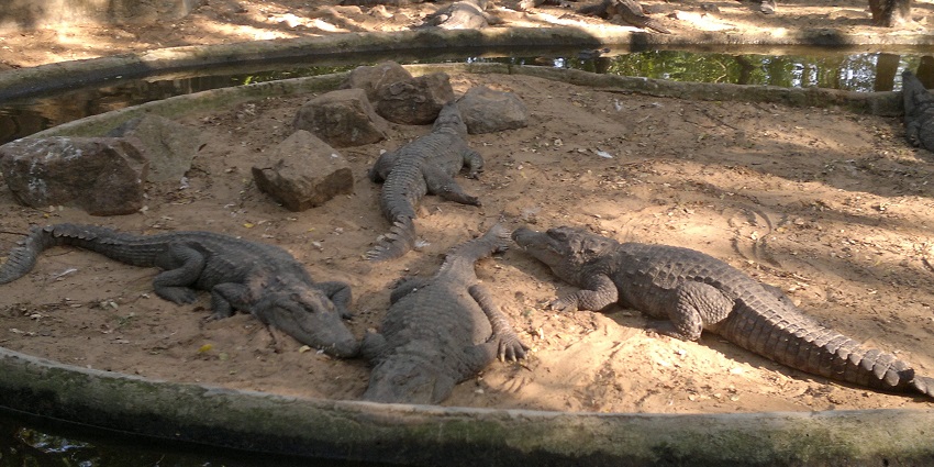 Image of crocodiles at Madras Crocodile Bank, a tourist attraction near MGM Water Park