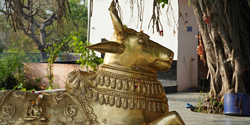 A golden statue Nandi, adorned with bells and carvings, sits on a stone platform