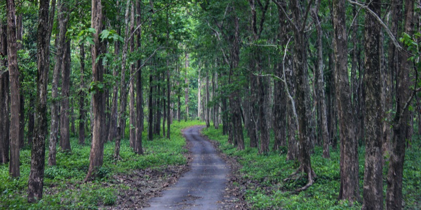 Discover rich wildlife and serene forests in this offbeat place near Kurseong.
