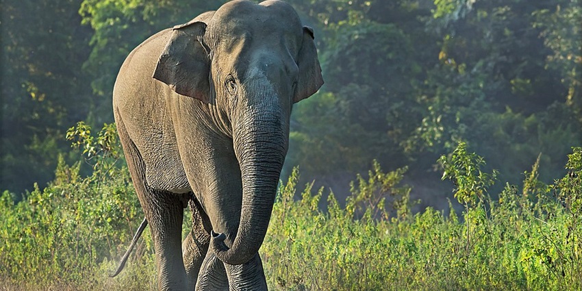 Visit this sanctuary perfect for animal lovers, among things to do in Siliguri.