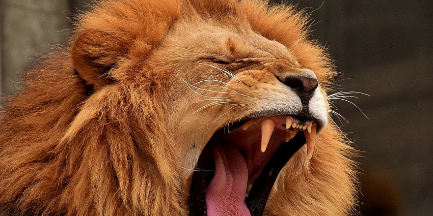 Lion yawning majestically, showcasing the wildlife at the best place in Uttar Pradesh.