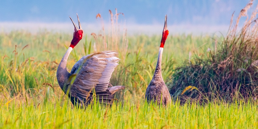 The beautiful sarus crane having a courtship ritual