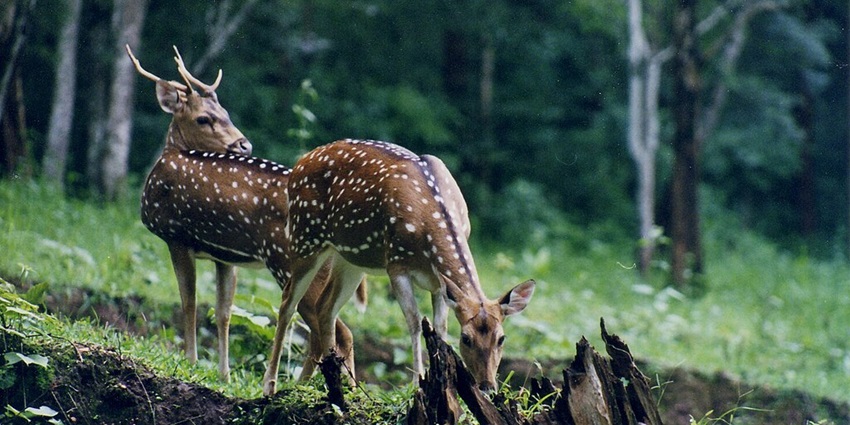 A picture of deer at the Mahavir Swami Wildlife Sanctuary with lush greenery in surroundings