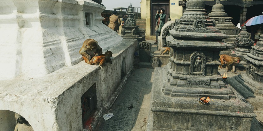 A photograph of monkeys sitting on ancient stone sculptures in a green forest.