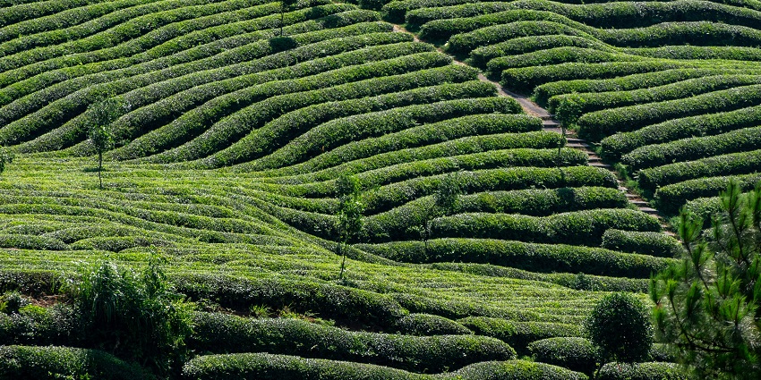 Stroll through one of Darjeeling’s oldest tea estates for an unforgettable experience