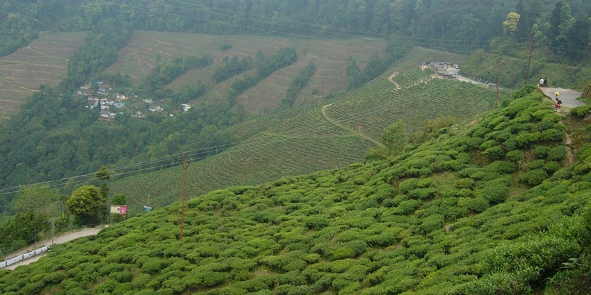 Tea garden at Makaibari, one of the stunning places to visit in Kurseong