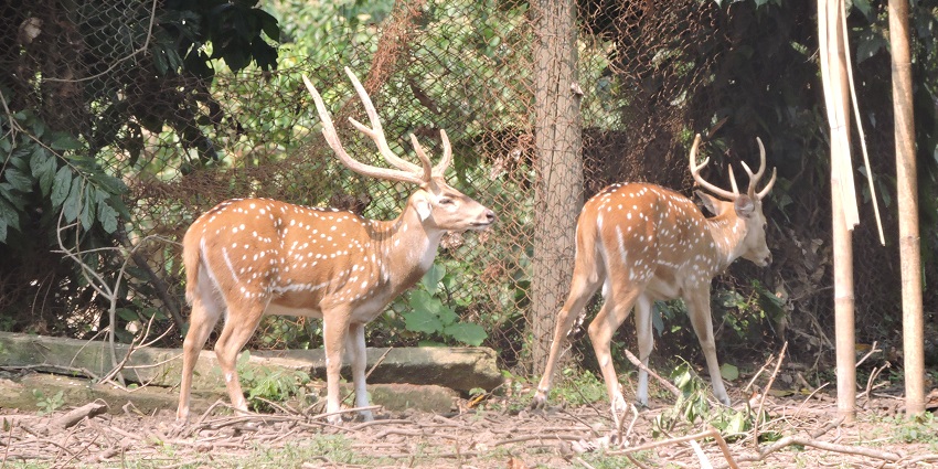 Wildlife park is the best picnic spot in Dehradun and home to various deer species.