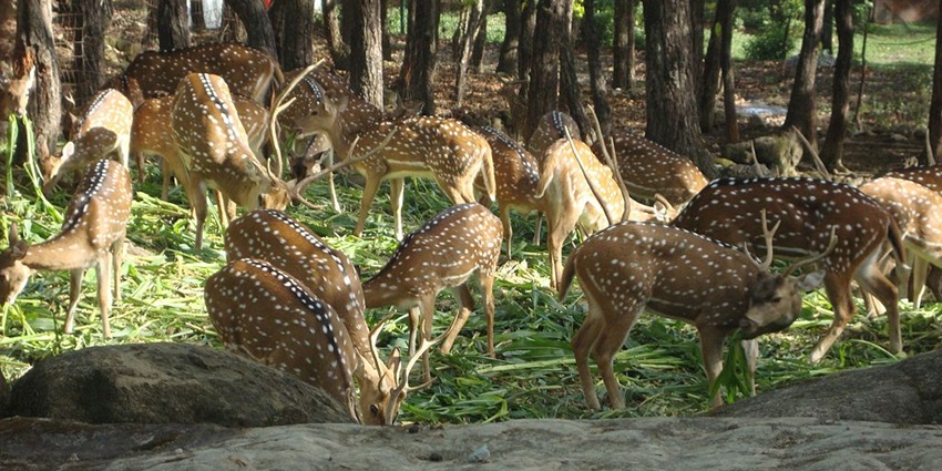 Spotted deer at Malsi deer park in Dehradun.