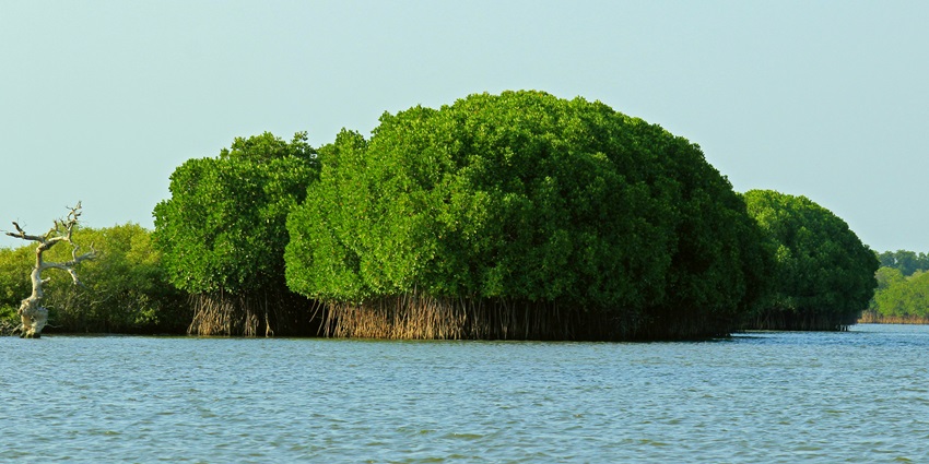 Picturesque view of Mangrove Forests while travelling in a motor boat during day time view