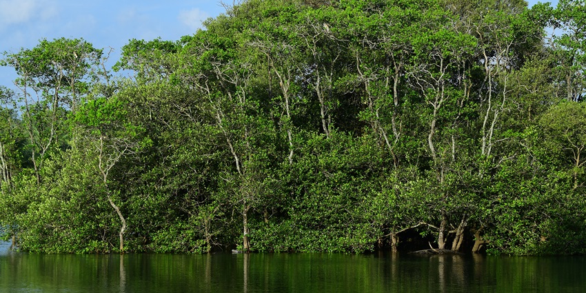 Dense Mangrove forests, a place to visit in Sundarban