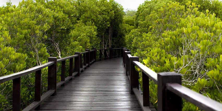 View of a beautiful pathway in Mangrove walkway