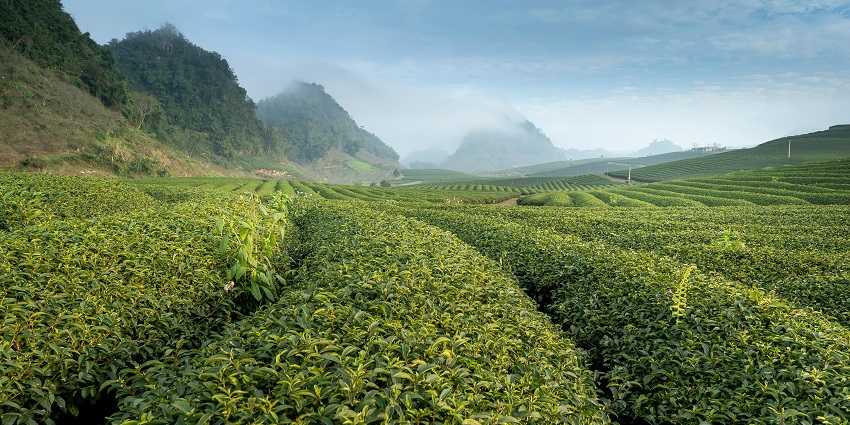 View of Manjolai Hills tea plantations with rows of neatly trimmed tea bushes