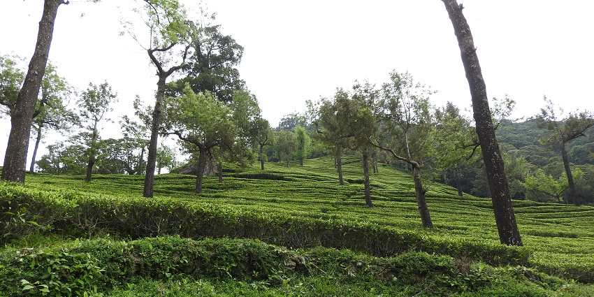 A picture of the tea estates, a peaceful retreat among the best hill stations in Tamil Nadu.
