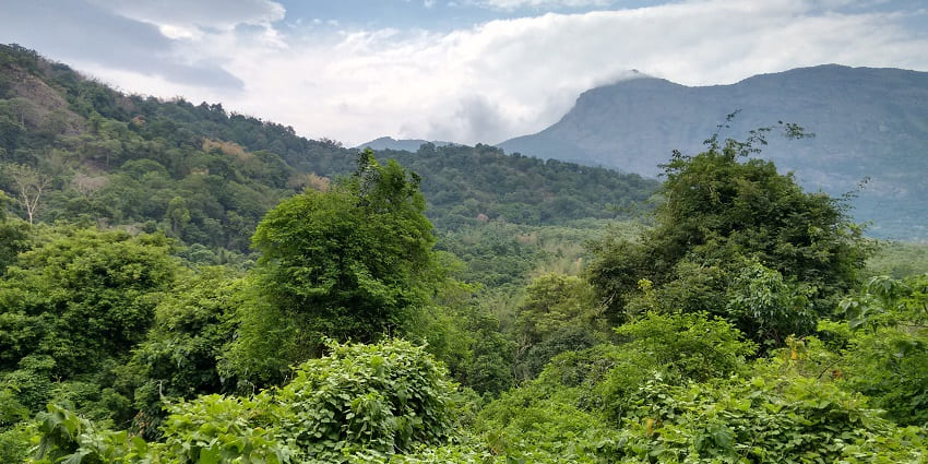 An image showing a view of lush forests of Coimbatore city, a prominent place in Tamil Nadu.
