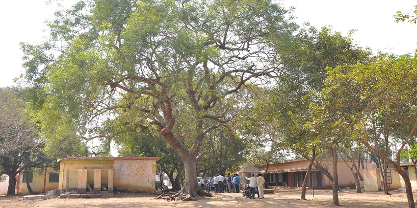 View of the neem tree under which you can meditate and find peace