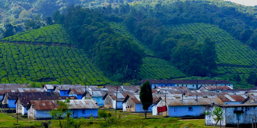 A picture of Meghamalai, a peaceful hill station with tea plantations and misty landscapes.