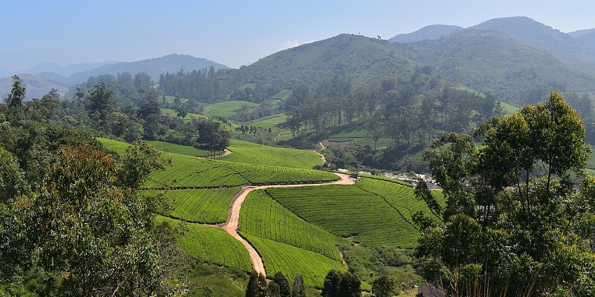 A picture of Meghamalai, encircled by the beauty of Western Ghats.