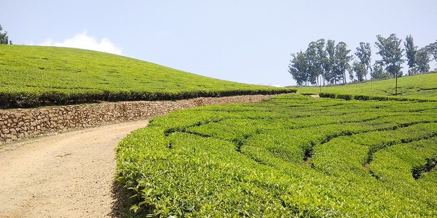 An image showing a tea garden in Meghamalai, a very popular tourist spot in Tamil Nadu.
