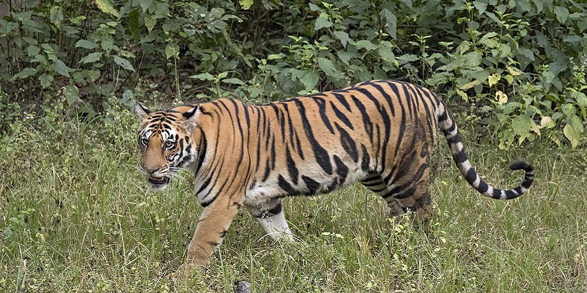 A picture showcasing the wilderness at one of the best jungle safaris in Nagpur.