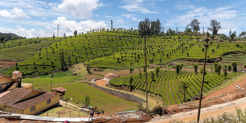 Image of tea garden lush greenery view - one of the best places to visit Mettupalayam view point