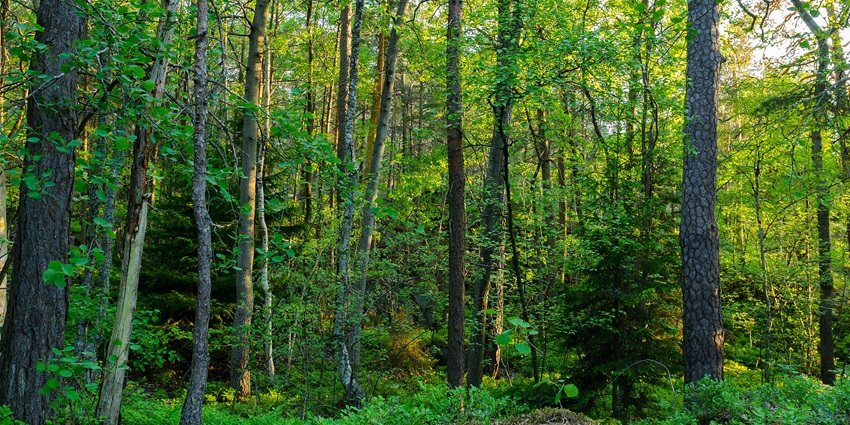 A picture of a forest area with tall trees and lush greenery all around