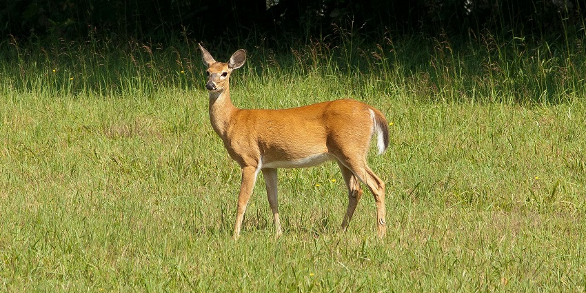 Image of a deer - Serene garden perfect for relaxation and enjoying nature's beauty