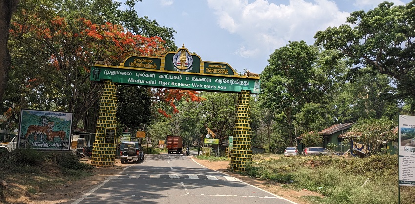 An image Mudumalai tiger reserve entrance in , one of the best tourist attractions in Ooty