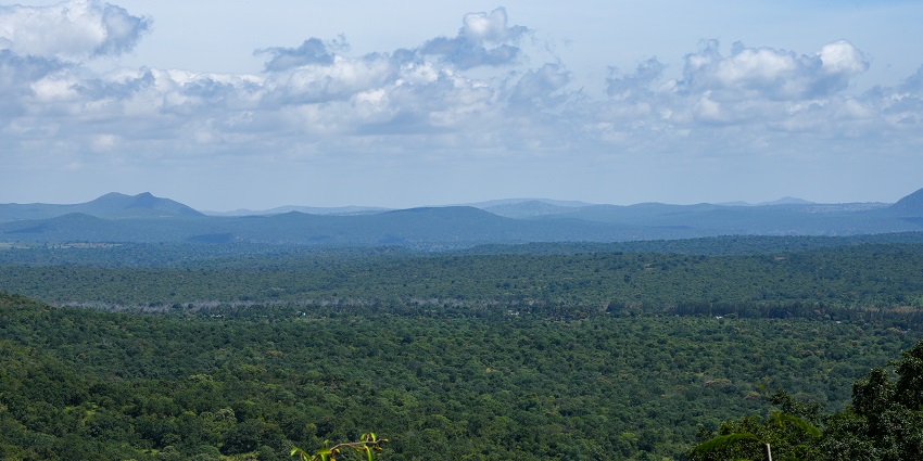 Mudumalai National Park, a nearby wildlife sanctuary, home to tigers, elephants, and other endangered species.