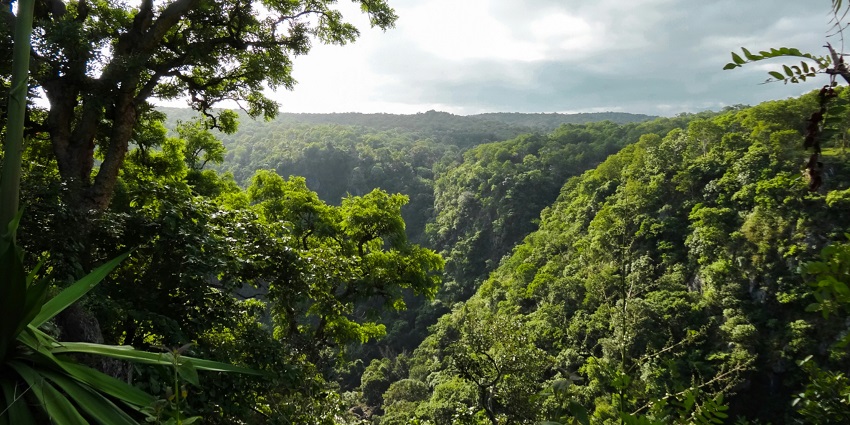 A view of Mudumalai National Park, one of the best places to visit in Mettupalayam.