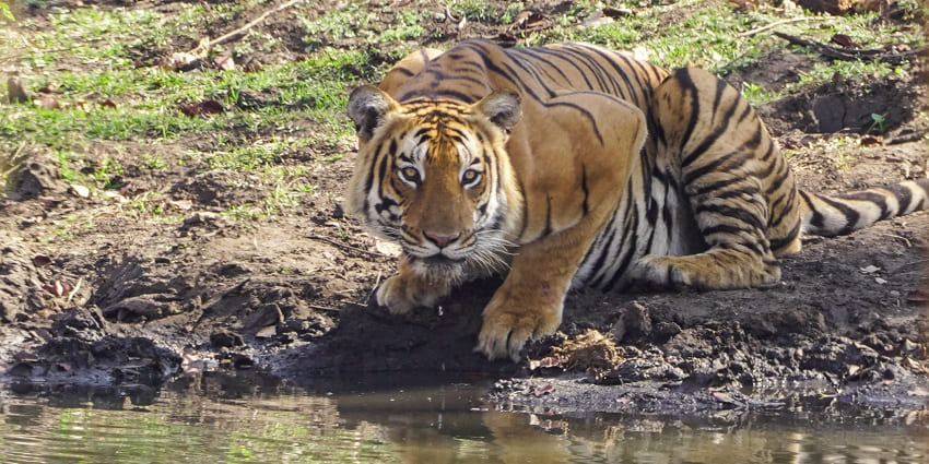 An image of a tiger drinking water from a pond in Mudumalai National Park.