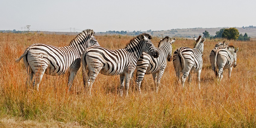 A serene view of Mudumalai National Park, one of the must-visit places to visit in Mudumalai