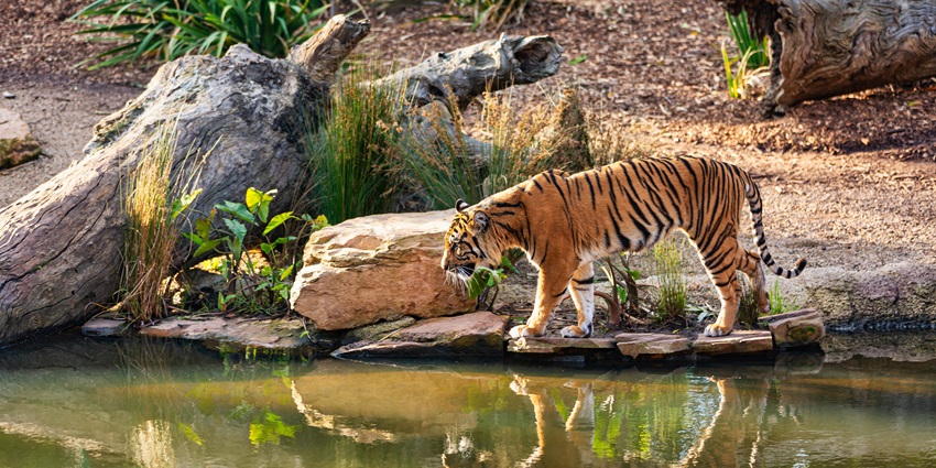 An image of a Mudumalai National Park with a tiger appearing on the rocky terrain.
