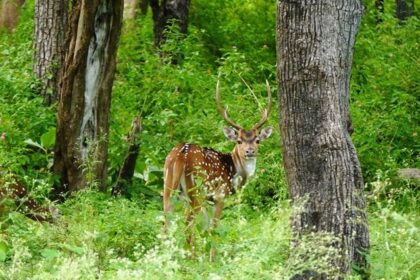 Two deer grazing in Mudumalai National Park, which is surrounded by greenery and a natural habitat.