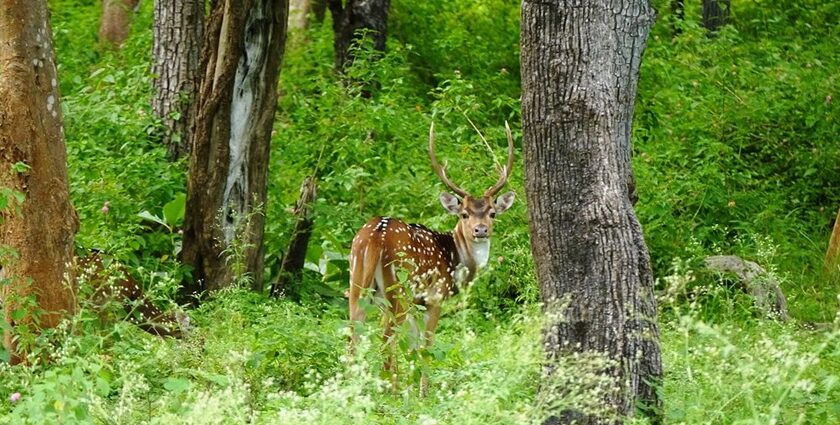 Two deer grazing in Mudumalai National Park, which is surrounded by greenery and a natural habitat.