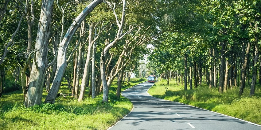 View of a road winding through Mudumalai National Park, a tourist attraction in Ooty