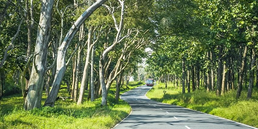 Road view through Mudumalai National Park, a popular place near Ooty, Tamil Nadu