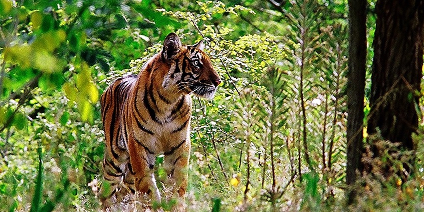 Mudumalai Wildlife Sanctuary is one of the tiger reserves and famous wildlife sanctuaries near Ooty.