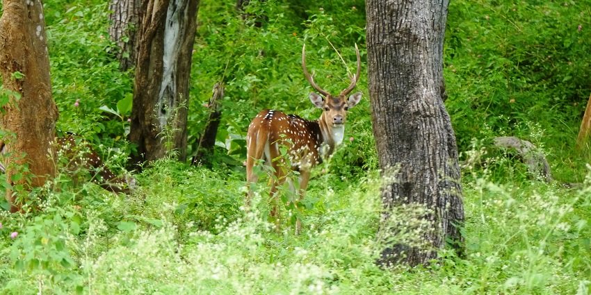 Image of a deer at Mudumalai National Park, one of the best wildlife sanctuaries in Coimbatore.