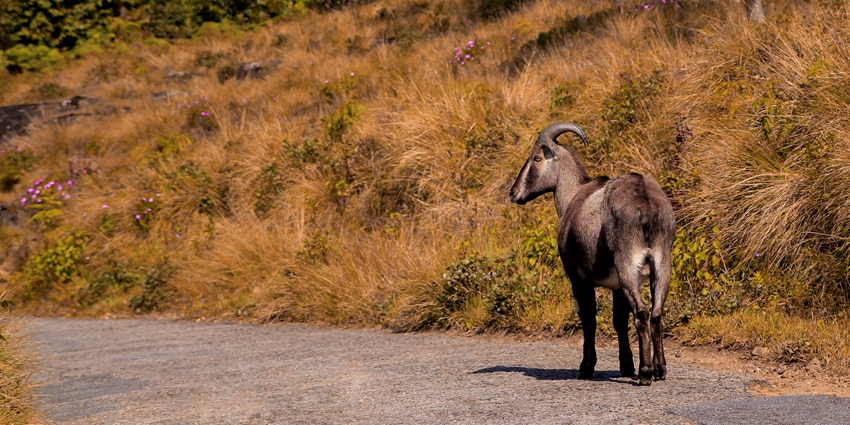 A Nilgiri Tahr spotted on the path of the famous Mukurthi National Park in Tamil Nadu.