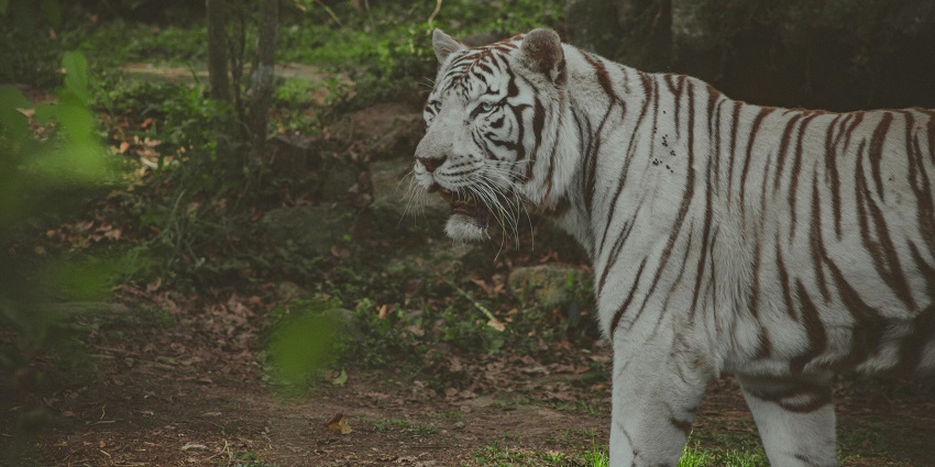A scenic view of Mundanthurai Tiger Reserve, showcasing lush forests and wildlife.