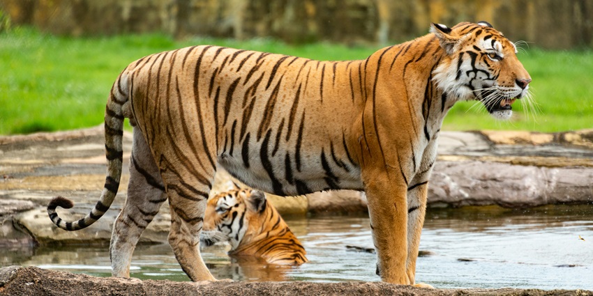 Tiger walking on the mud near the pond with another tiger dipped in the water beside him