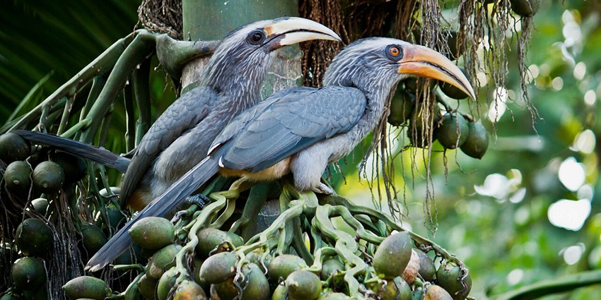 A male and female Malabar grey hornbill perched on a branch in their natural habitat.