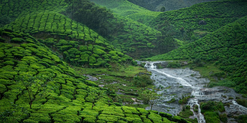 A picture of Munnar, which is very famous for its tea gardens and rolling hills.