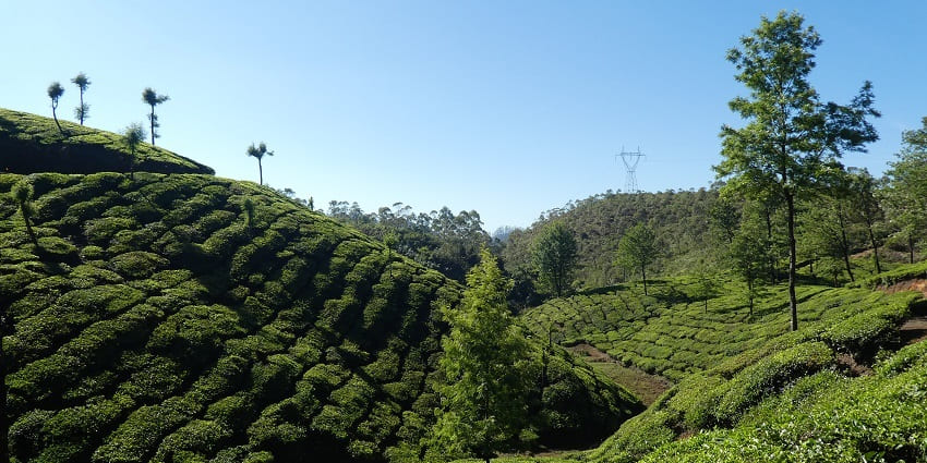 Munnar tea plantation, which has greenery and trees, is a tourist attraction near near the wildlife sanctuary