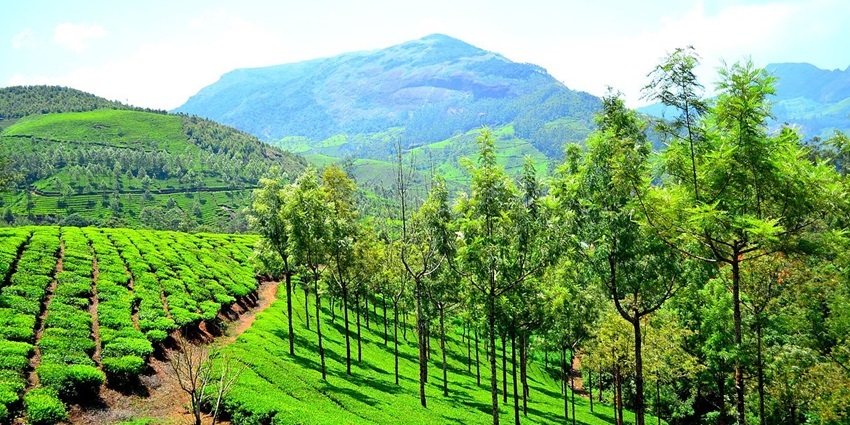 A view of Munnar Hill Station, popular among families and couples for its natural beauty.