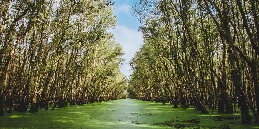 Muttupet Mangrove Forest, which is the best place to explore for tourists for once.