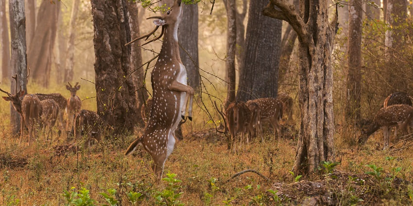An Image of a deer spotted during the trek One of the best things to see in Nagarhole.