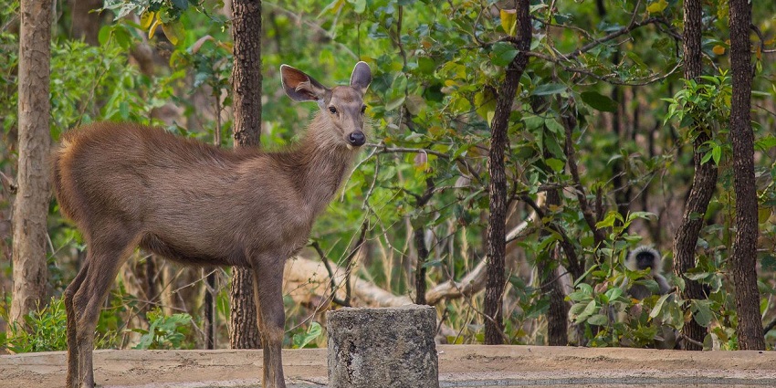A picture of a deer at Nagzira Sanctuary which offers the best jungle safari in Nagpur too.