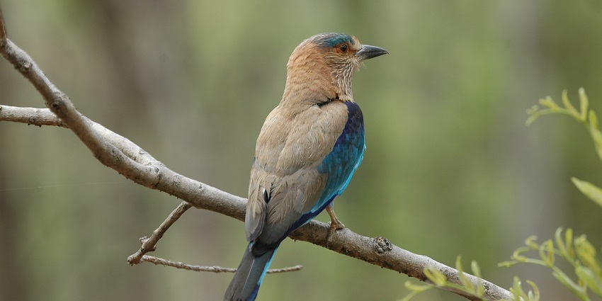 An image of Nagzira Wildlife Sanctuary, among the best jungle safari near Nagpur.