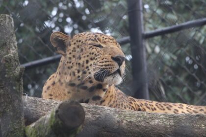 Explore the diverse wildlife at the Nainital zoo located in the state of Uttarakhand, India.